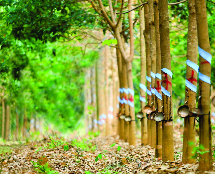 Khí ethylene là gì, ethylene oxide là gì? có độc không